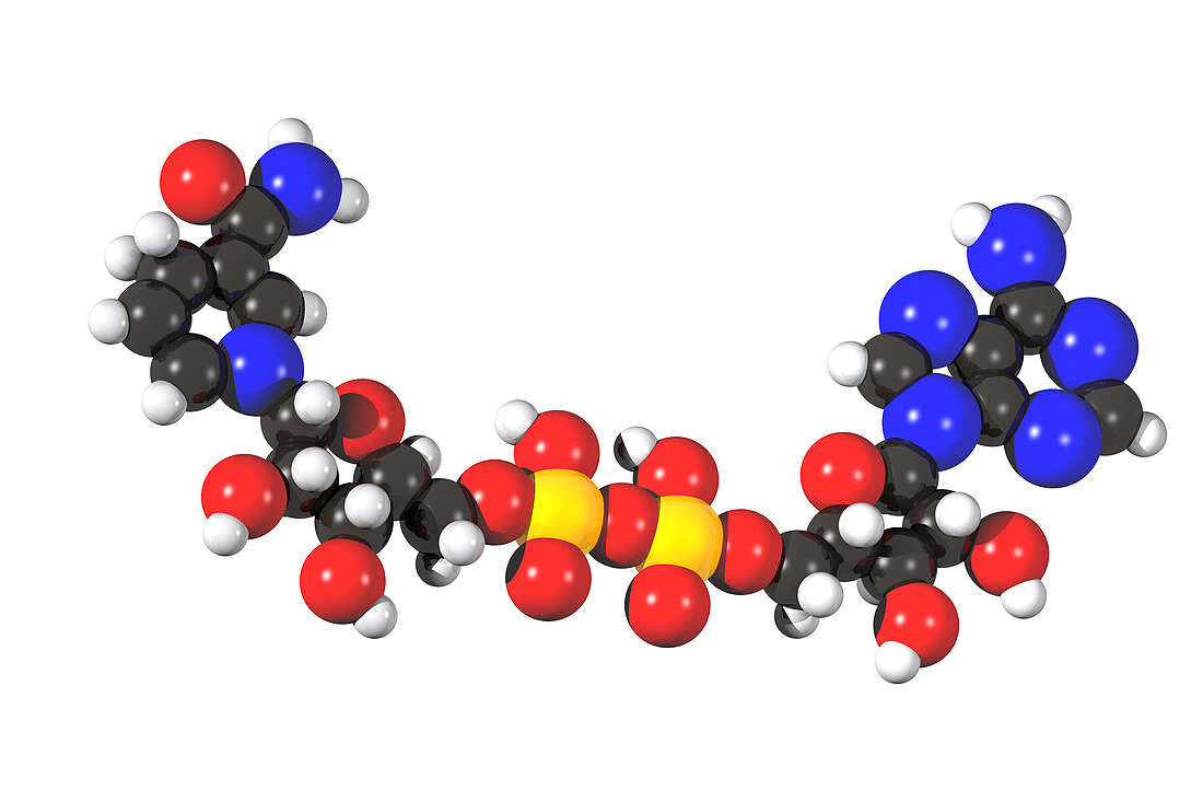 NADH molecule
