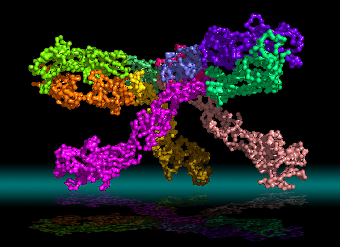 West Nile Virus