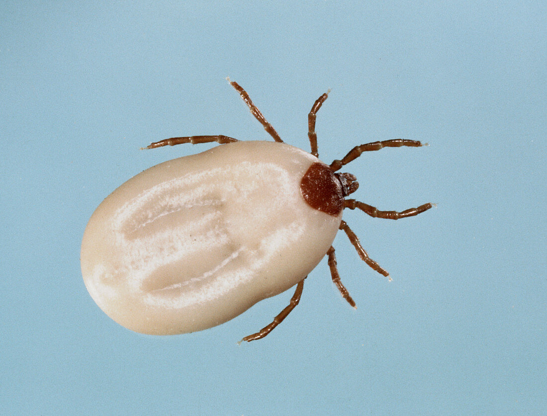 European Dog tick