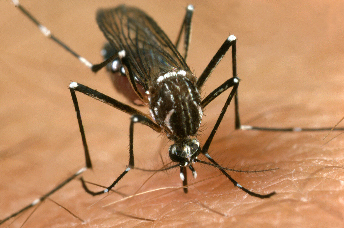 Egyptian mosquito biting human