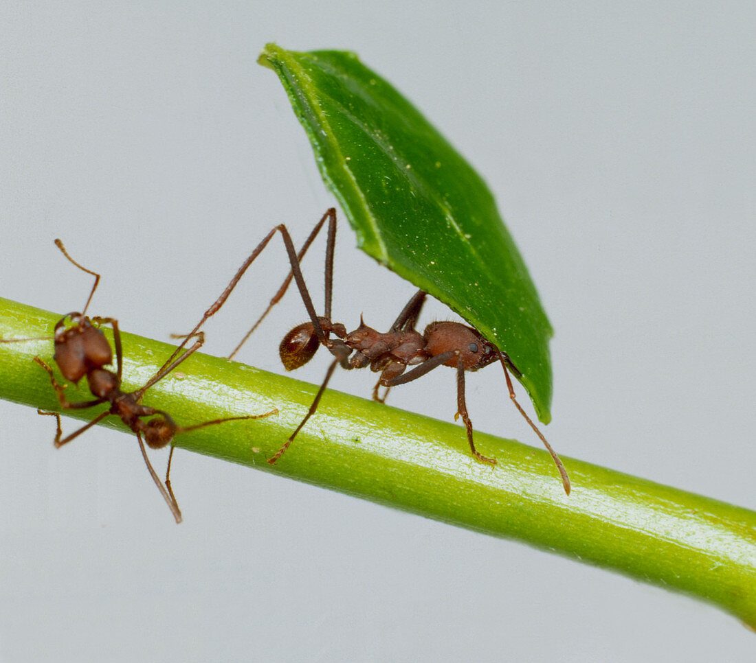 Leaf cutter ant ants