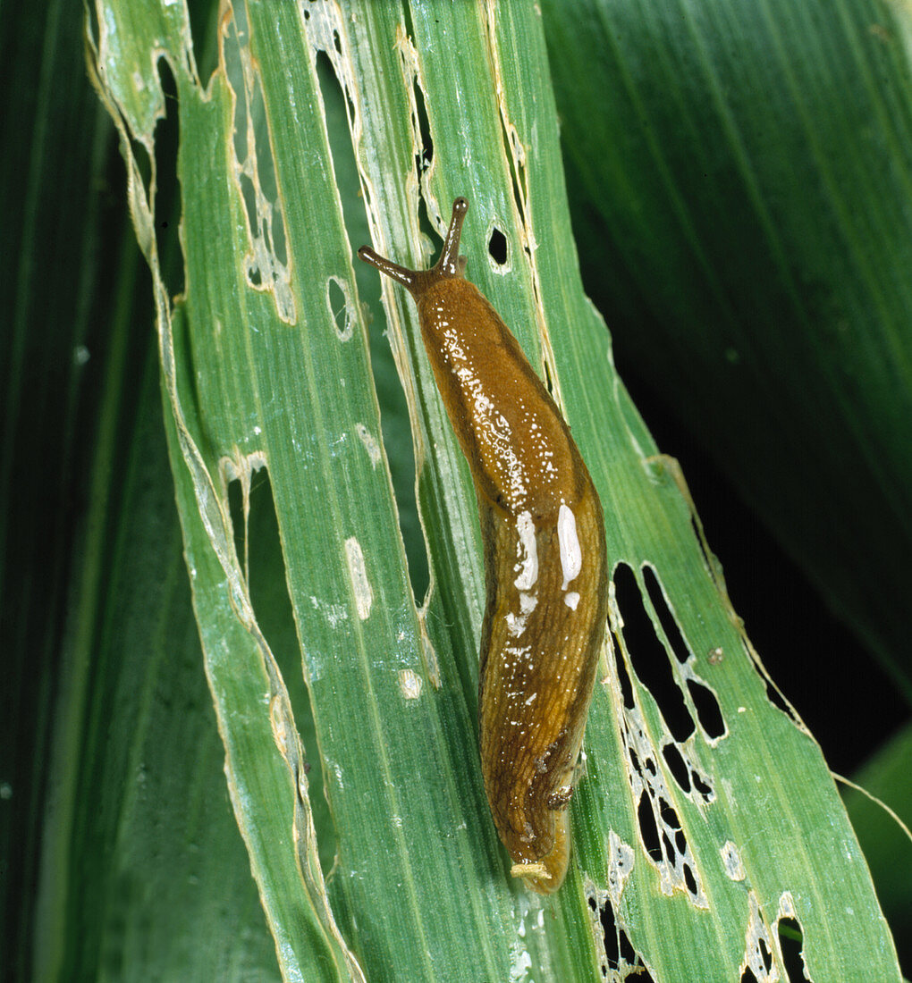 Slug on damaged corn stalk