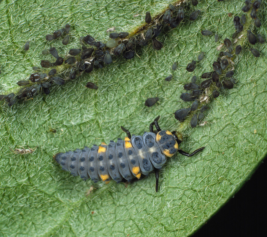 Seven-spot ladybird Larva