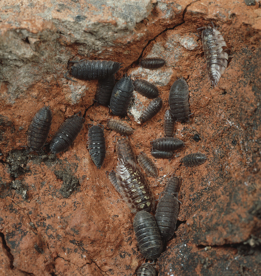 Woodlice overwintering