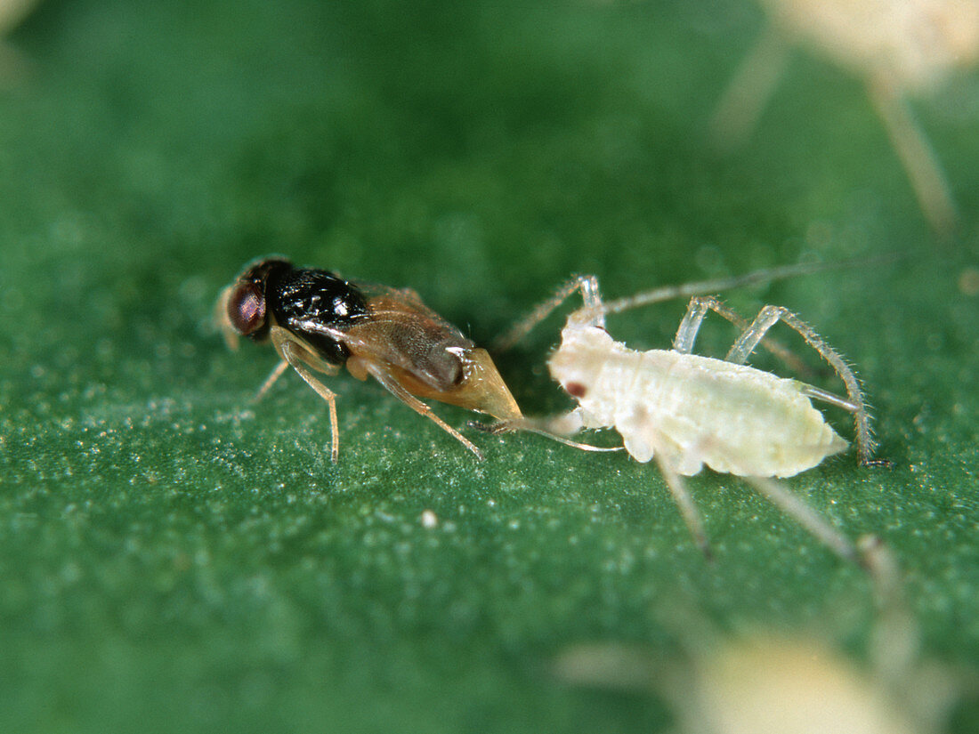 Parasitoid wasp laying eggs in aphid