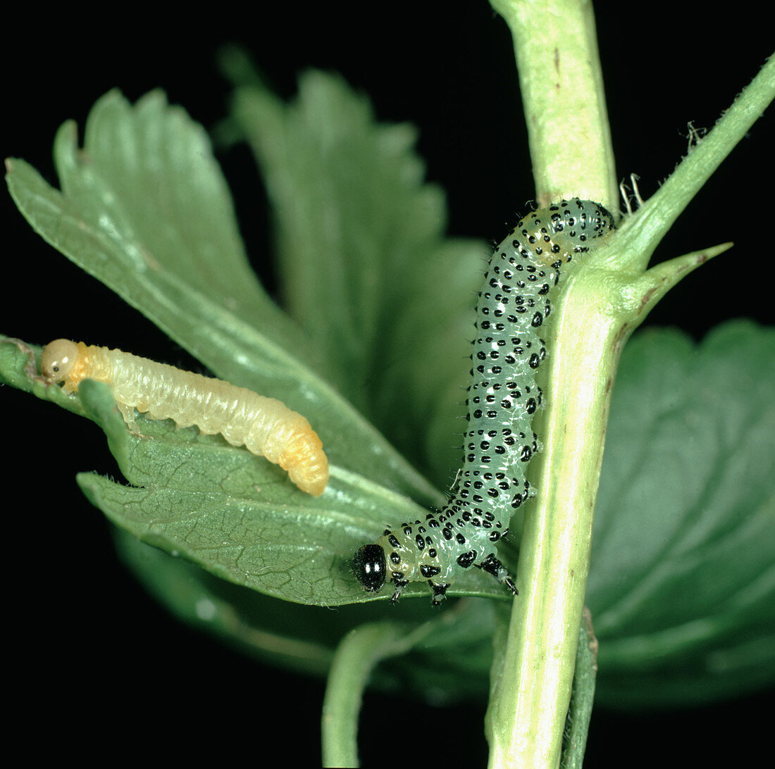 Gooseberry sawfly larvae