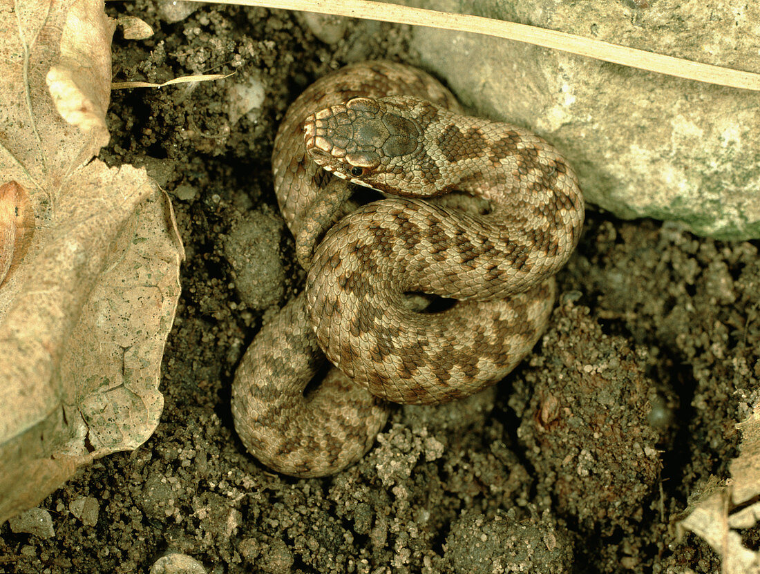 Young adder