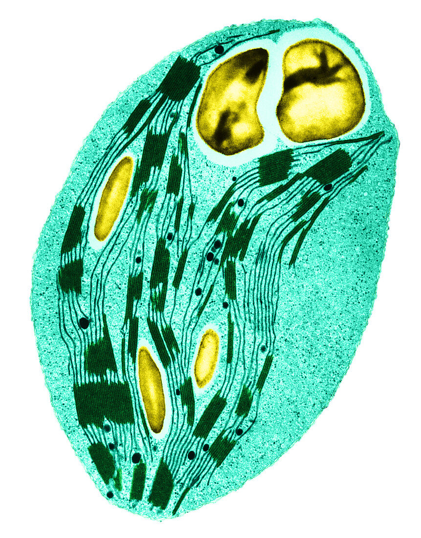 Chloroplast in Timothy Grass (TEM)