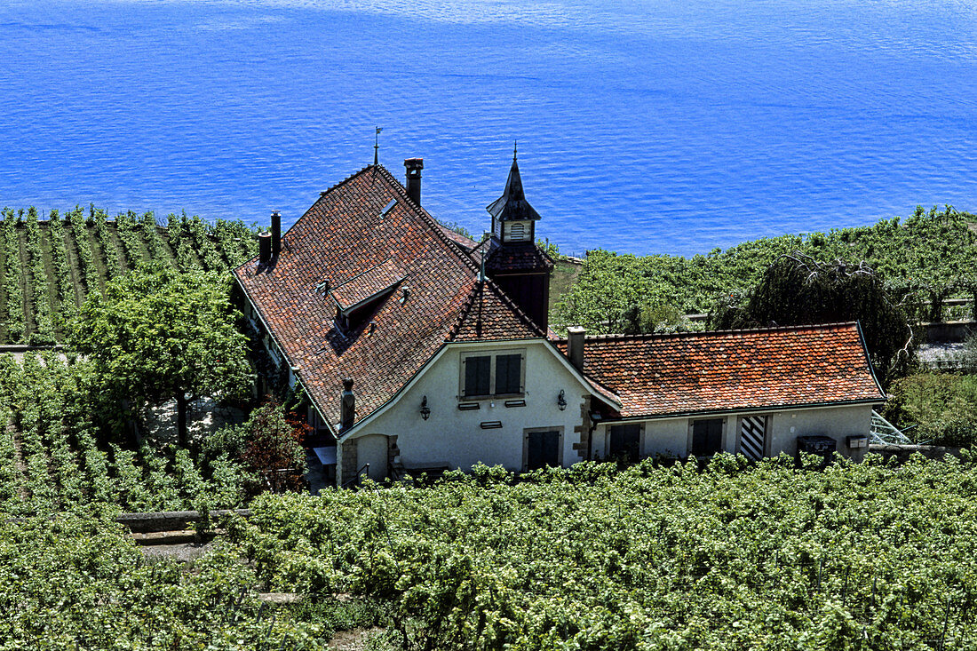 Vineyards on Lake Geneva,Switzerland