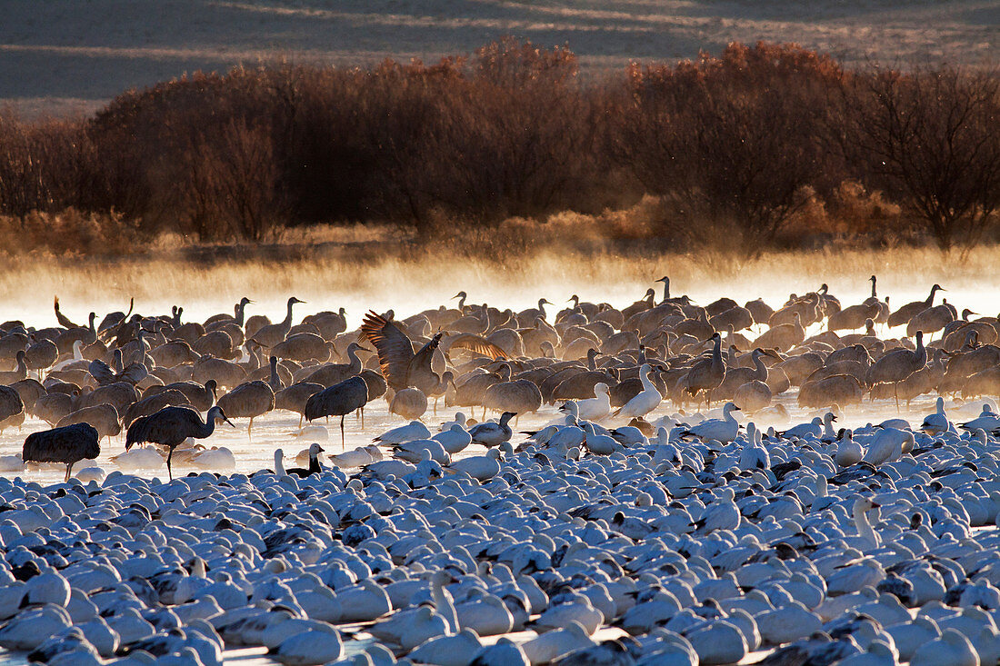 Snow Geese and Sandhill Cranes