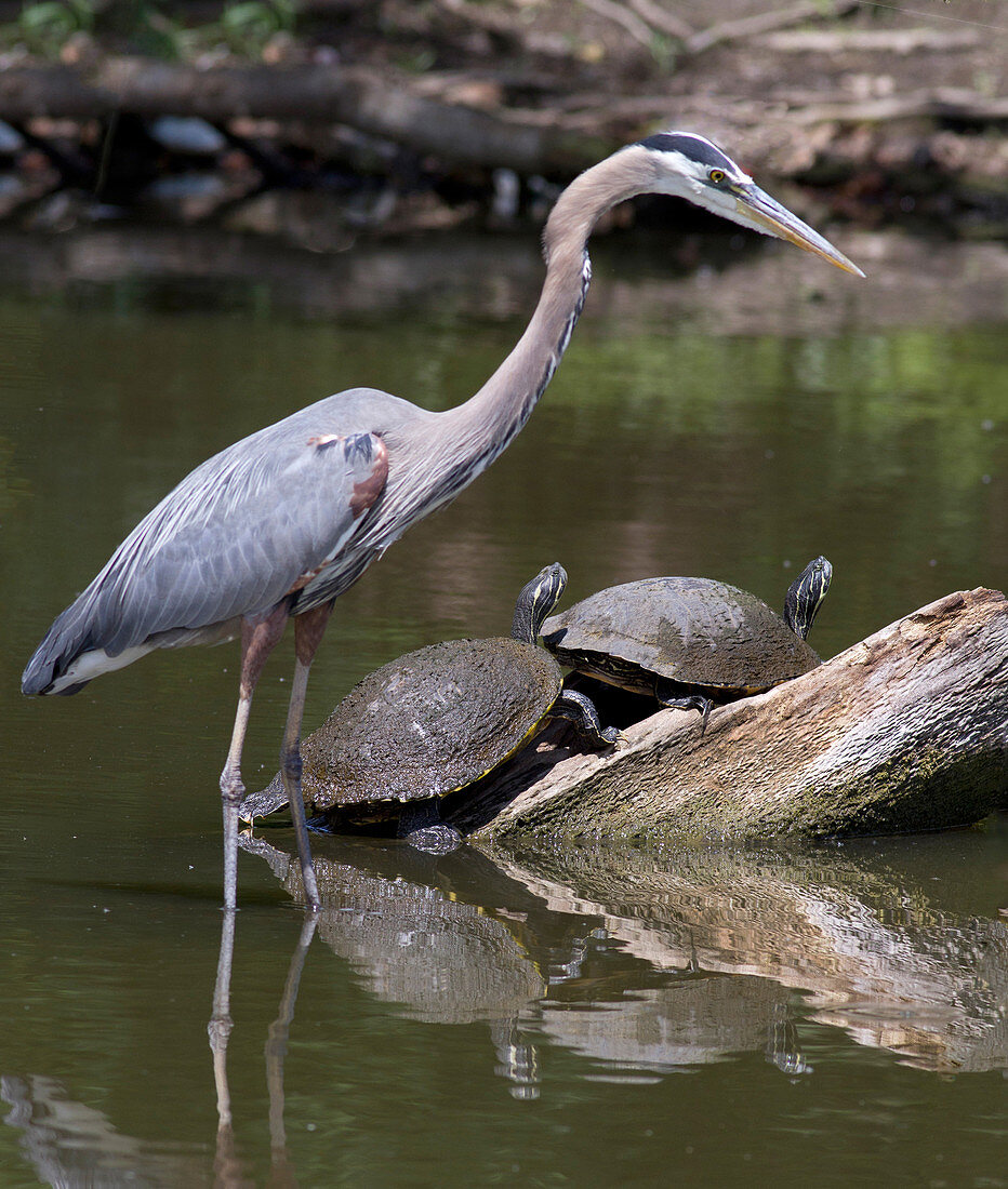 Great Blue Heron and River Cooters