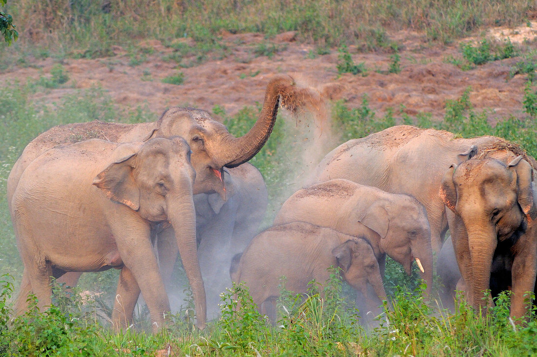 Asian Elephants Dusting