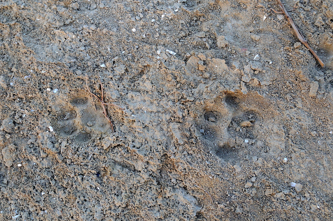 Fishing Cat Tracks