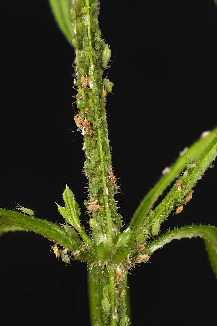 Potato Aphid on Cleavers