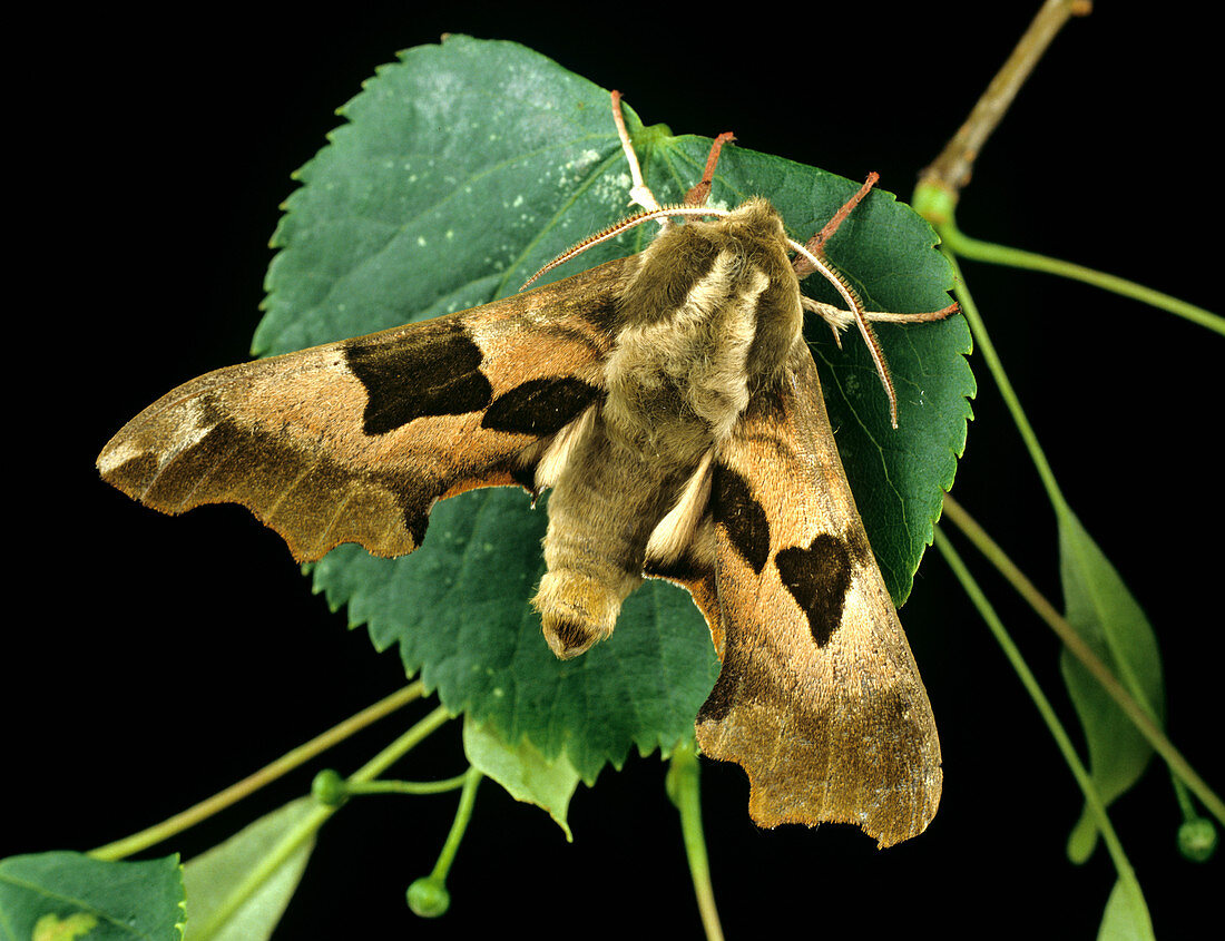 Lime hawkmoth