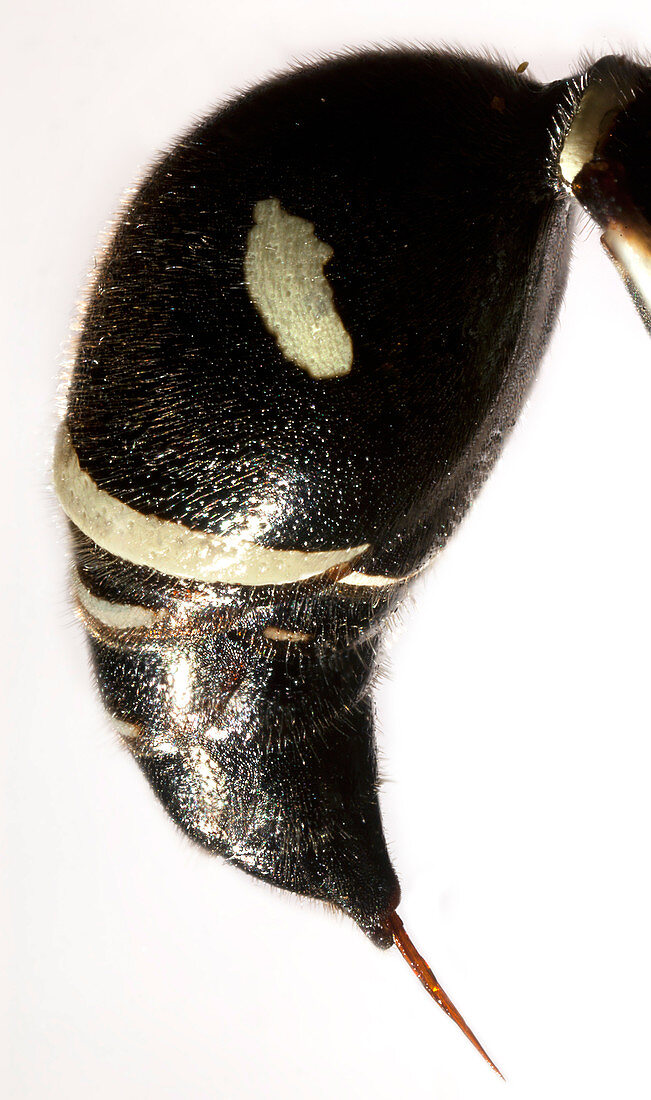 Bald-faced Hornet stinger