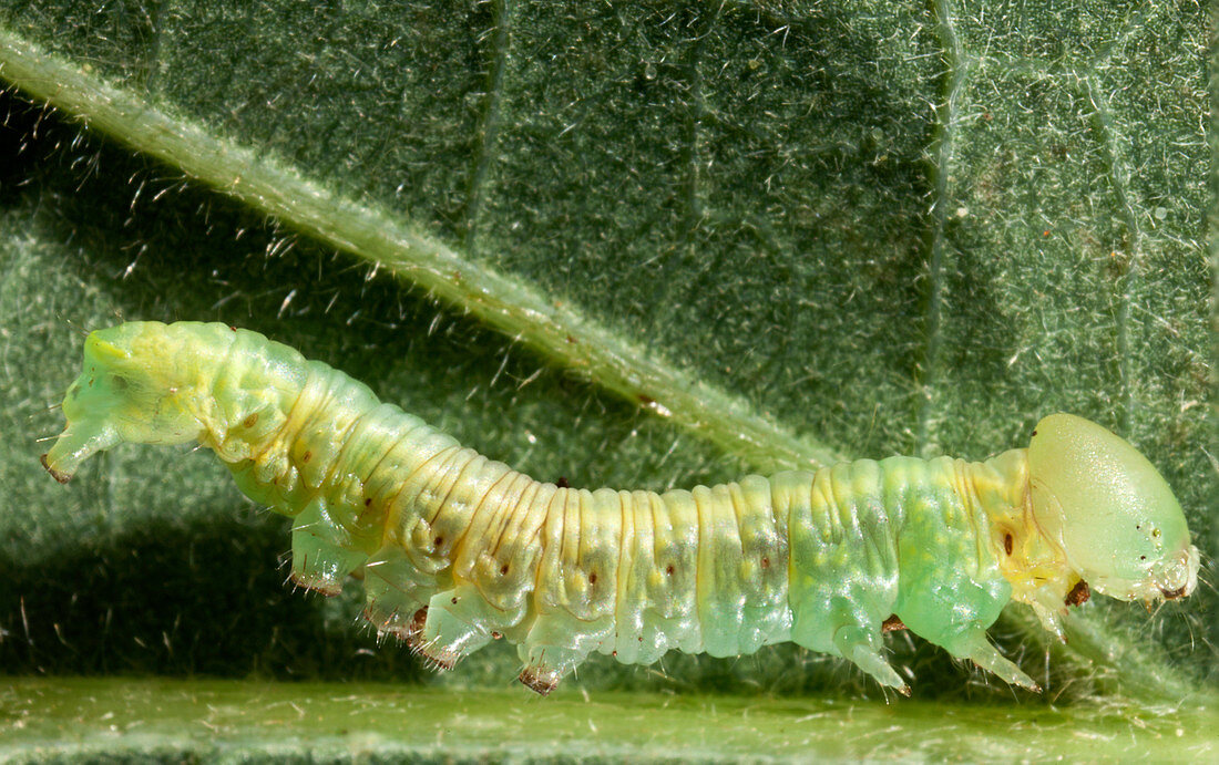 Alfalfa looper moth larva
