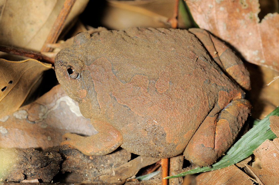 Blyth's Striped Spadefoot Frog