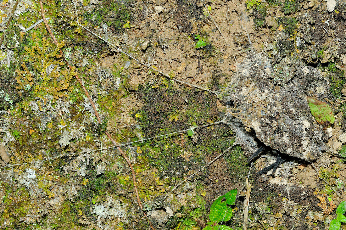 Trapdoor Spider sequence