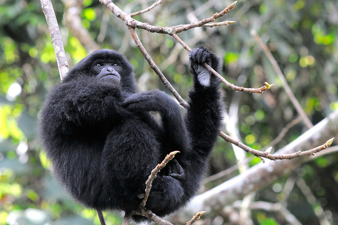 Young Female Siamang
