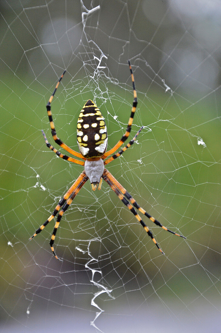 Black and Yellow Argiope Spider