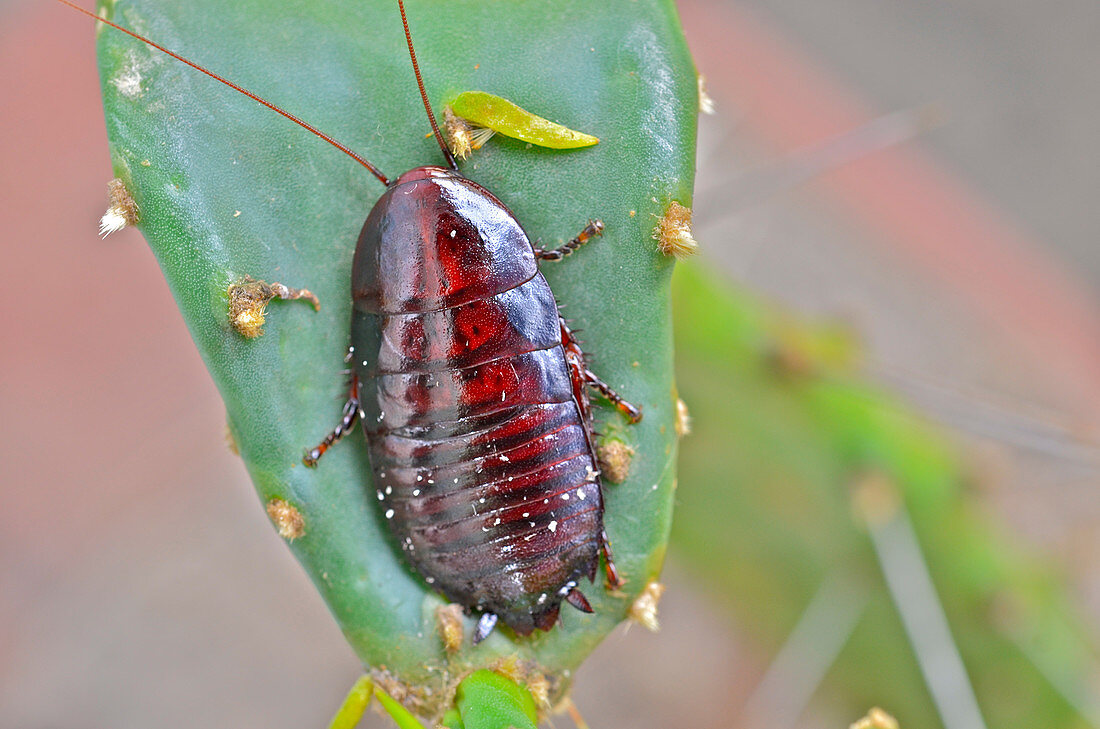 Florida Cockroach