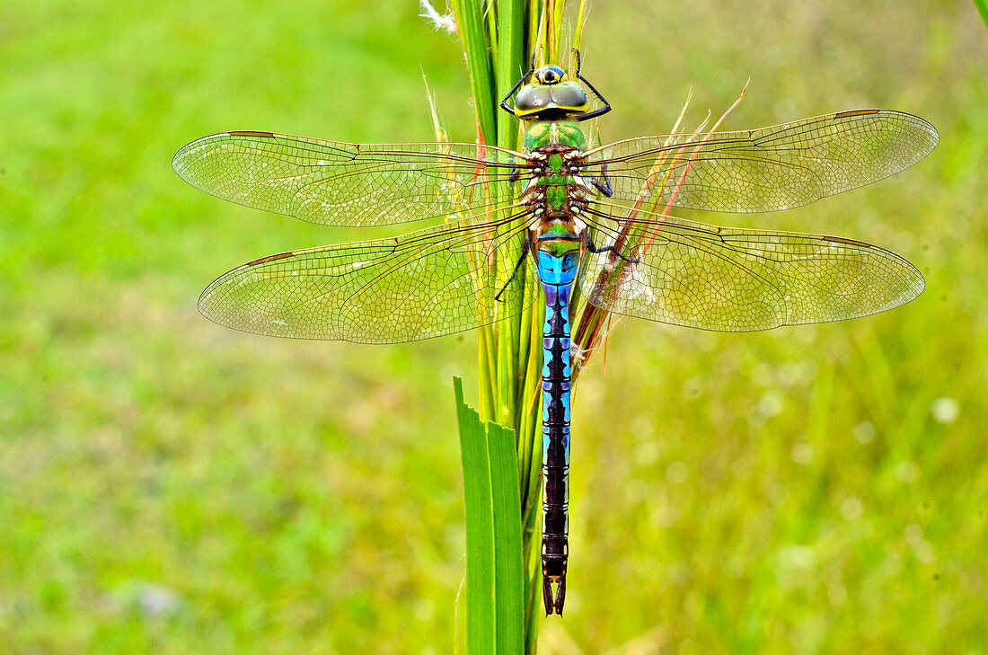 Green Darner Dragonfly