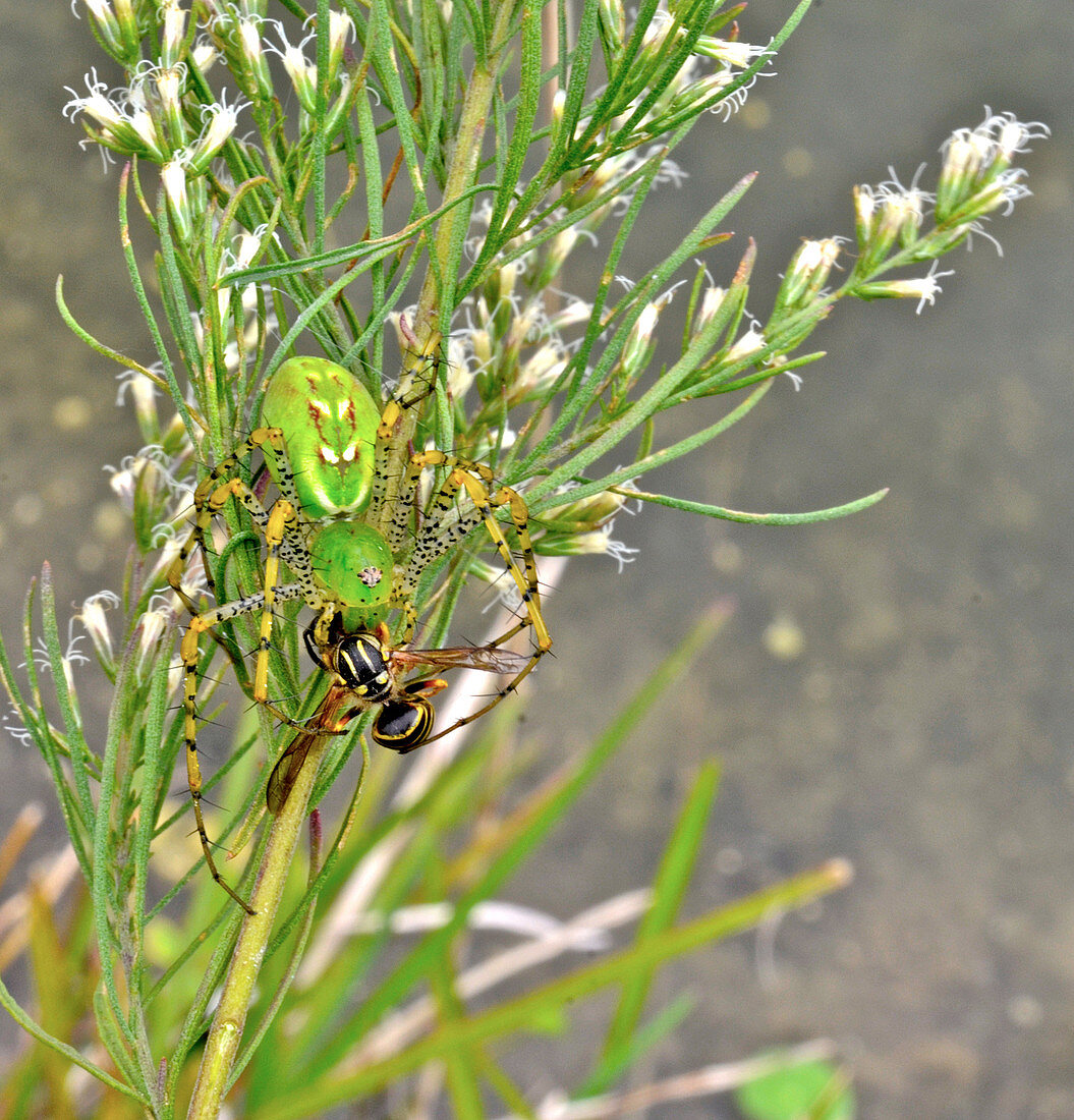 Green Lynx Spider eating wasp