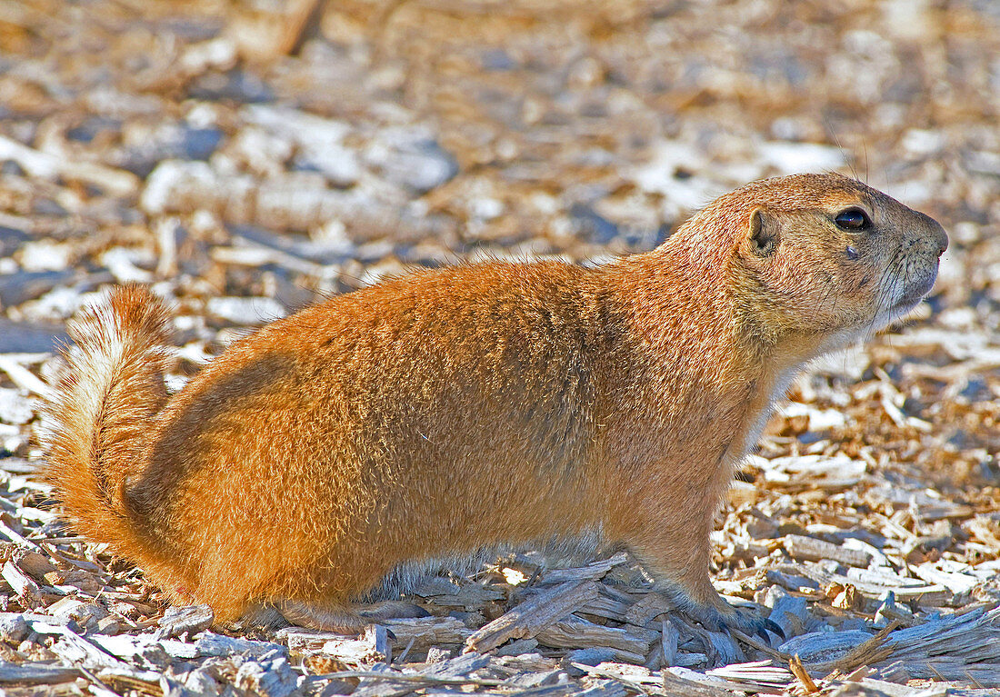 Black Tail Prairie Dog