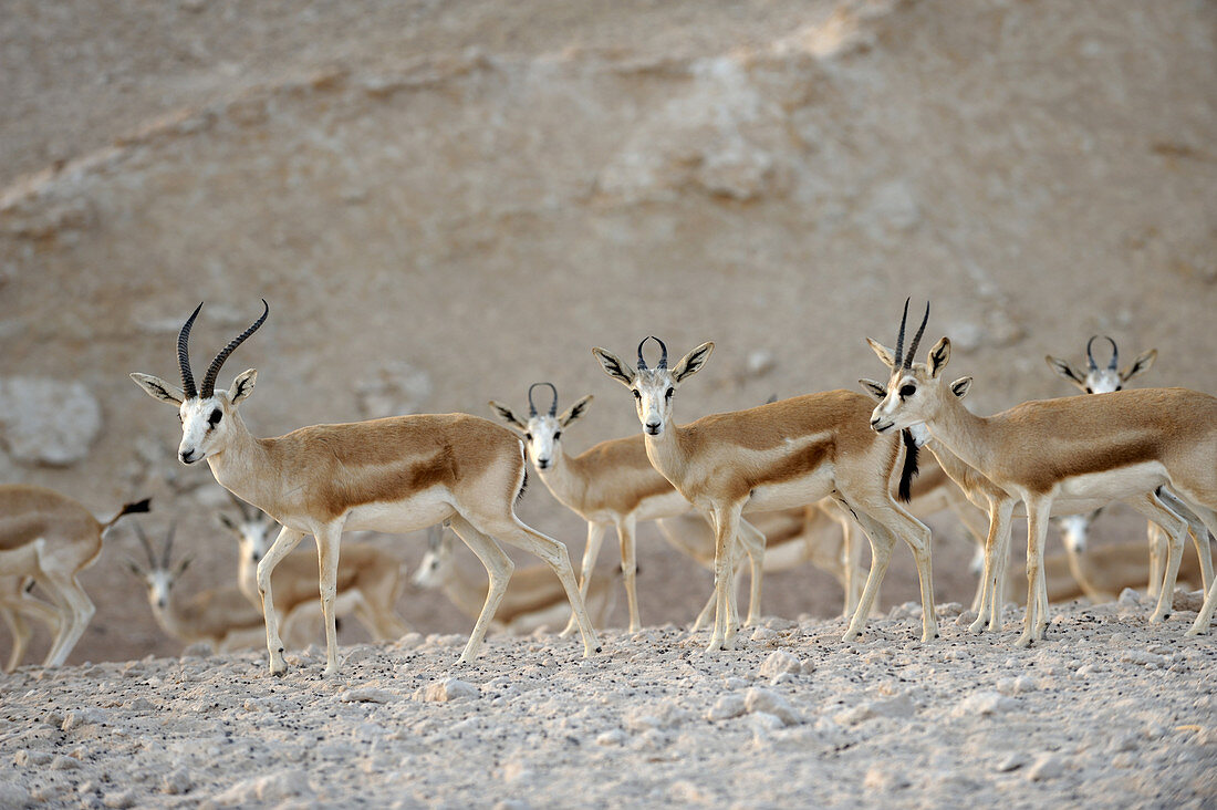 Sand gazelles