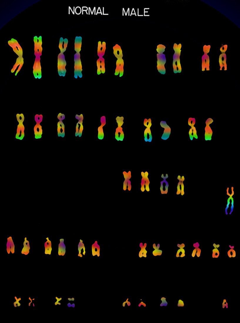 Male karyotype