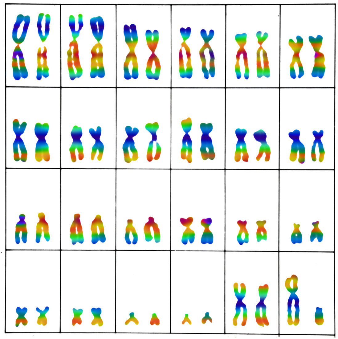 Male karyotype