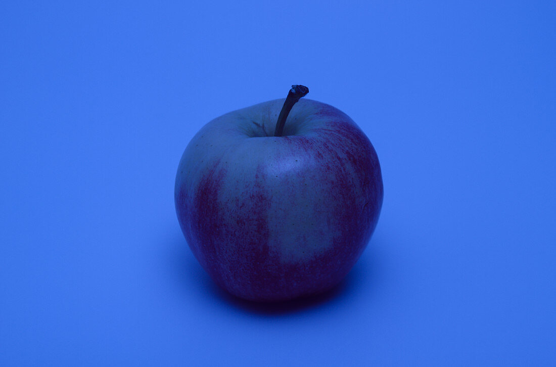 Apple in Colored Light,4 of 5