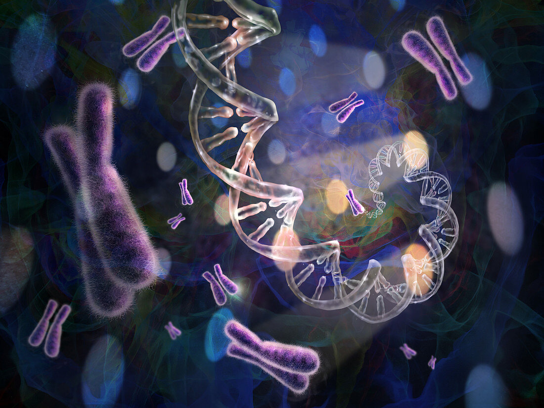 DNA and Chromosomes