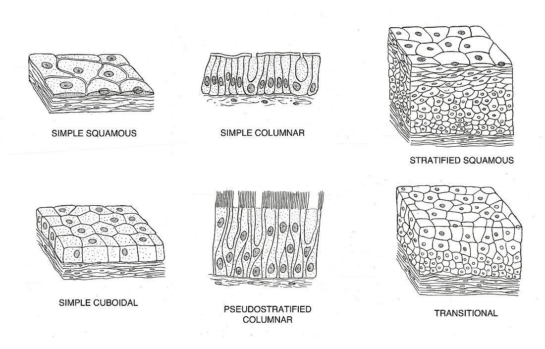 Types of Epithelial Cells