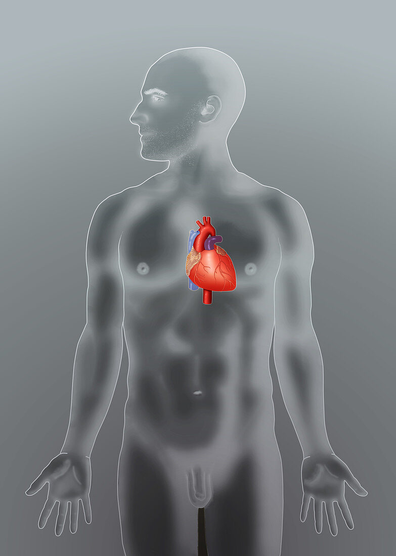 Anatomical Position of Heart