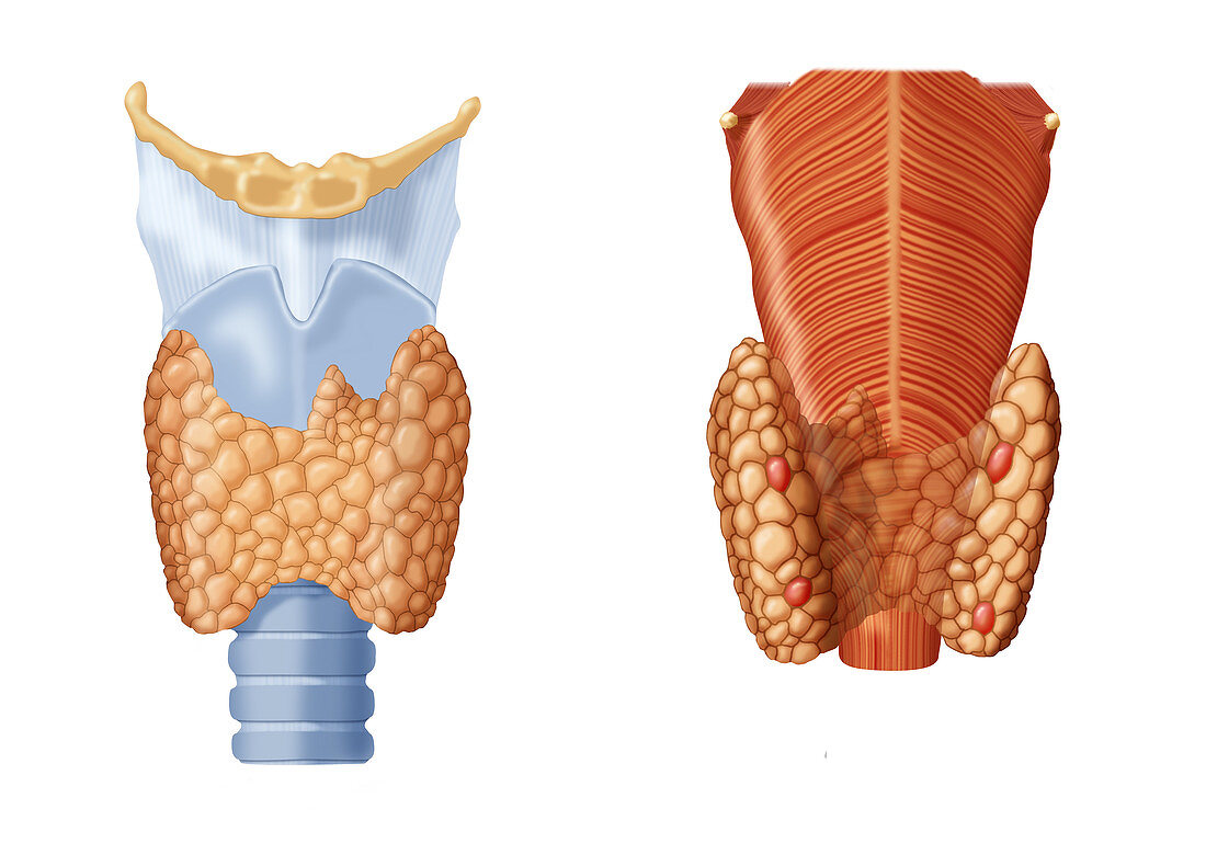 Thyroid Gland