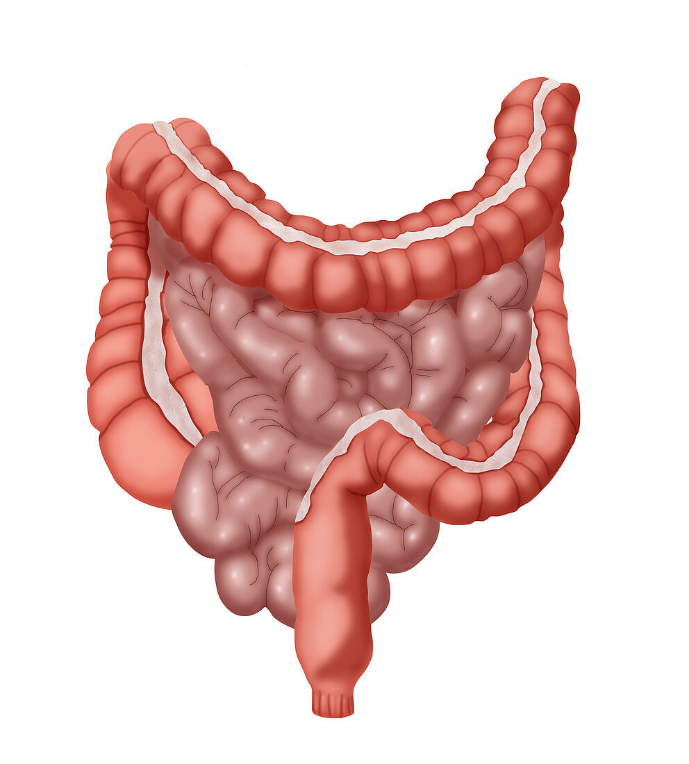 Large and Small Intestines