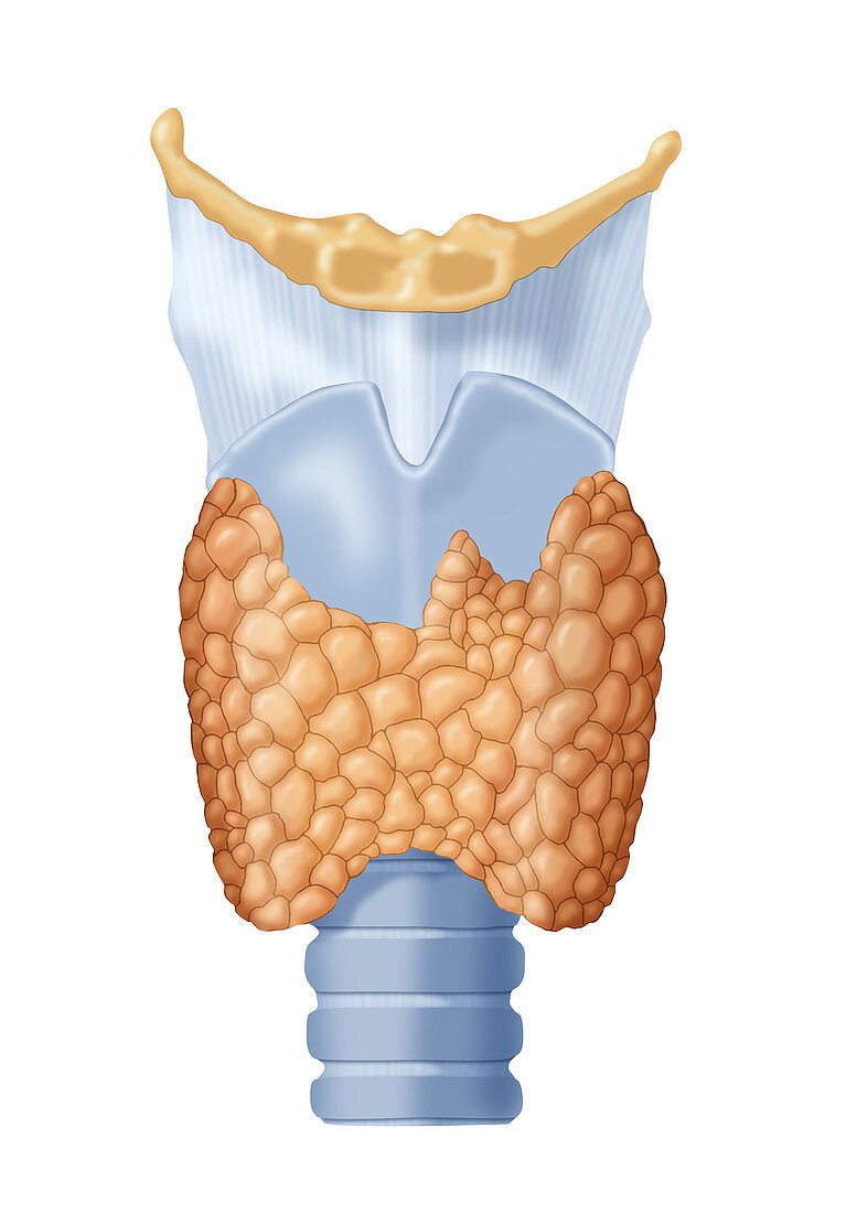 Thyroid Gland