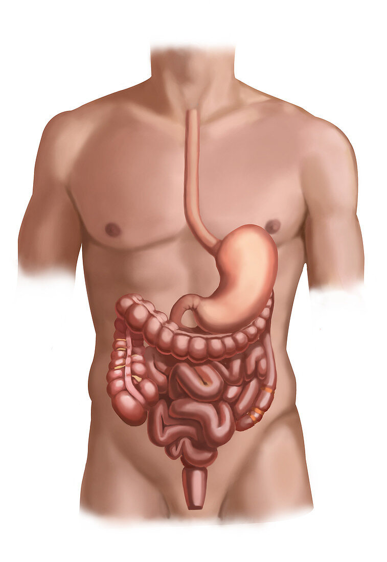 Digestive System