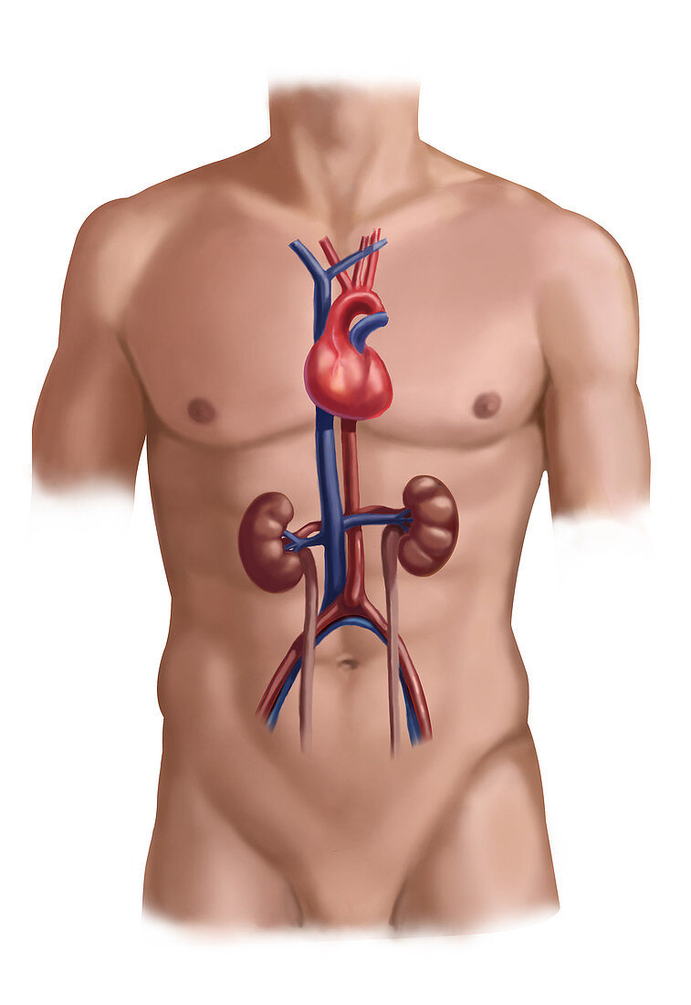 Cardiovascular and Renal Systems