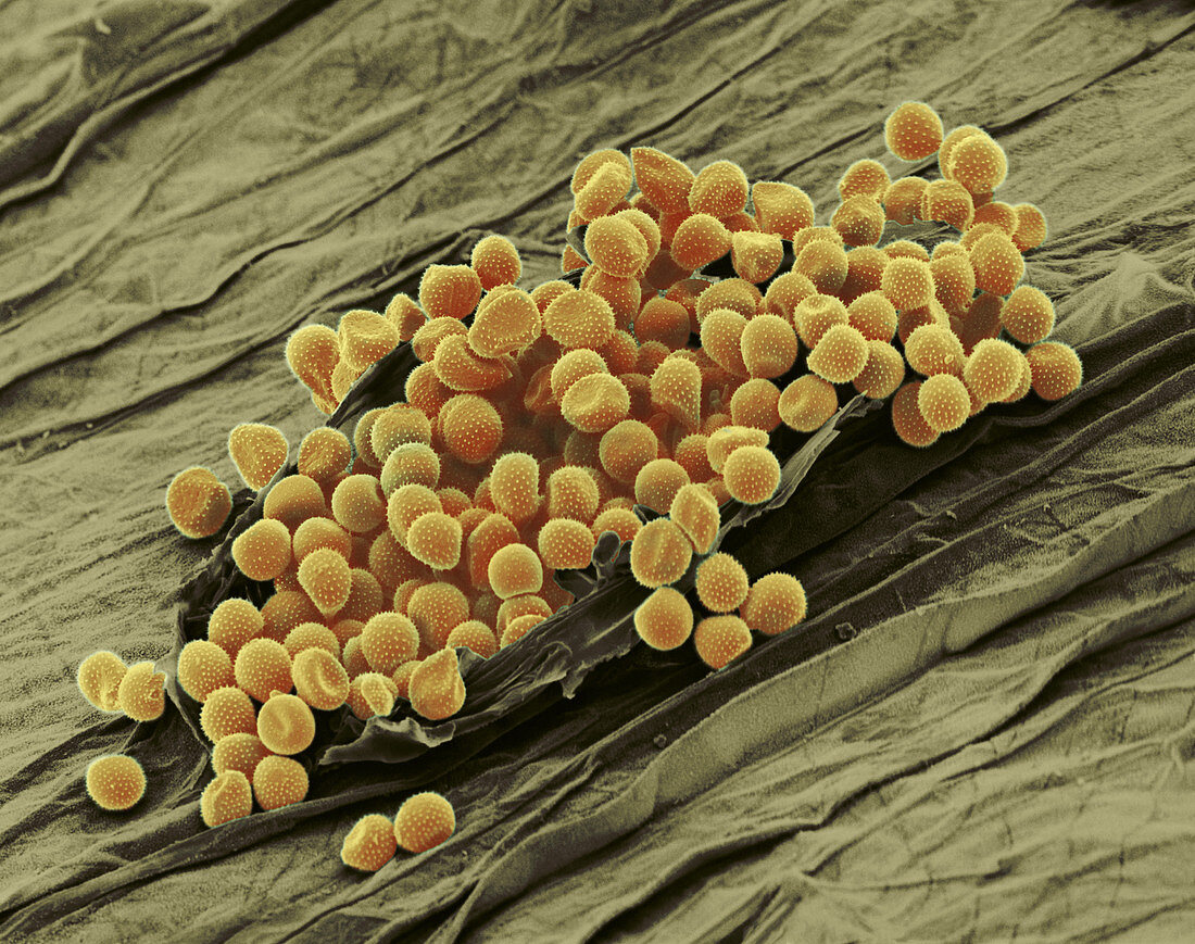 Cereal Rust (SEM)