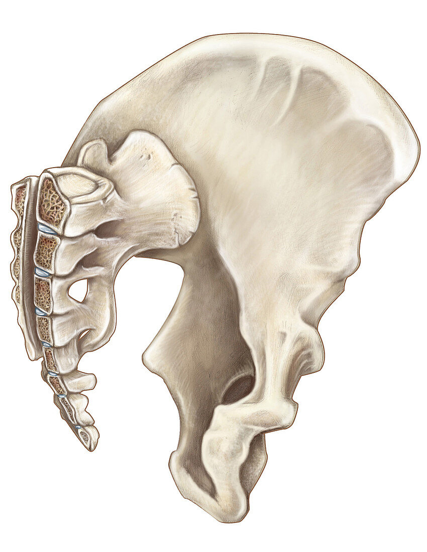 Pelvis (Oblique Cross-Section)