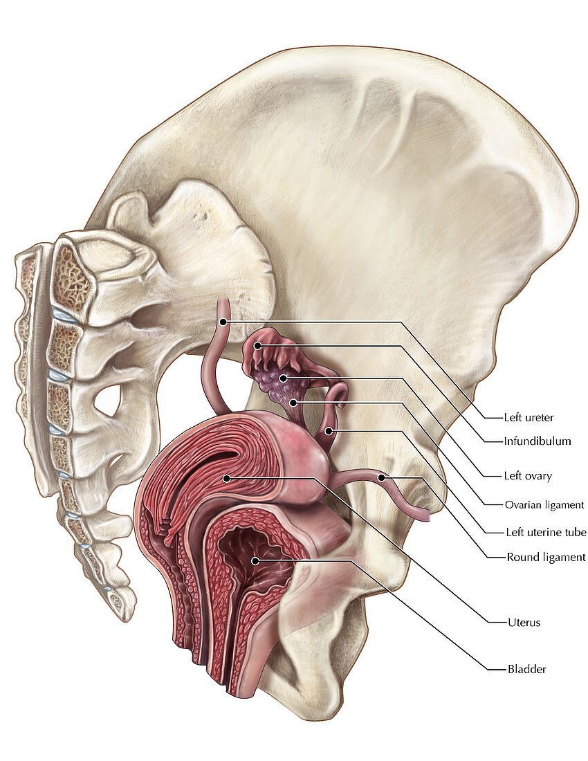 Uterus and Bladder,artwork