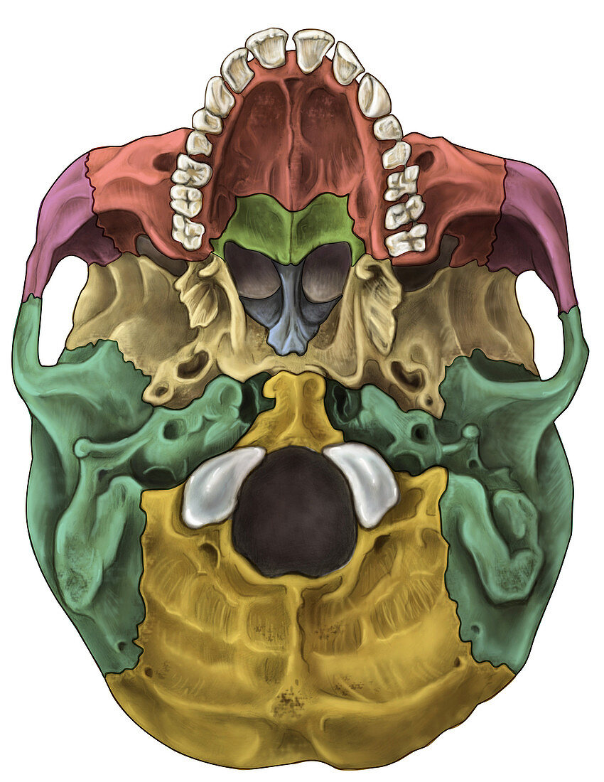 Bones of the Skull (Inferior)