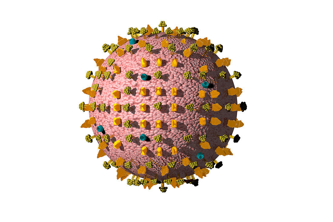 Influenza Type B Virus