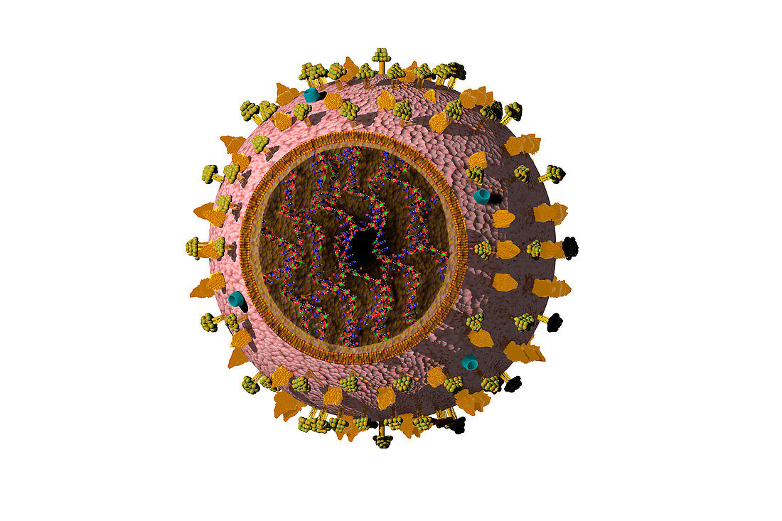 Influenza Type B Virus