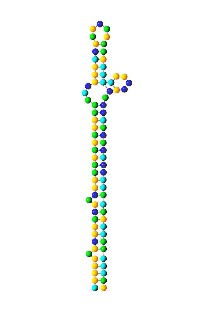 microRNA let-7