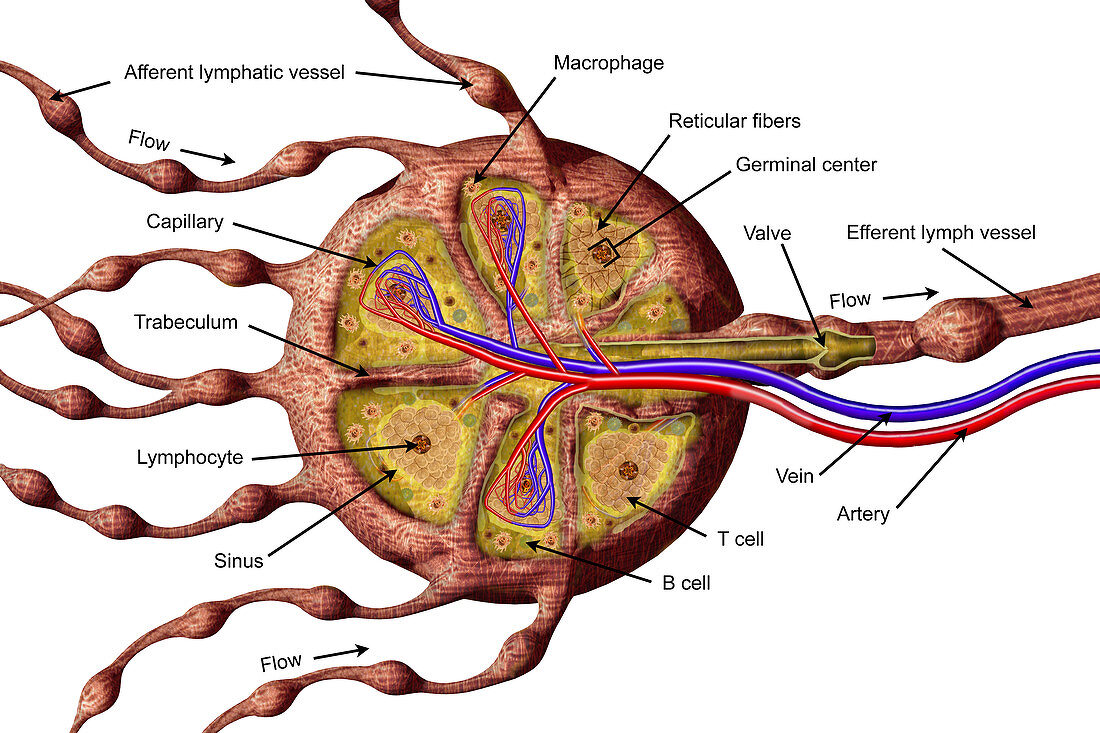 Lymph Node