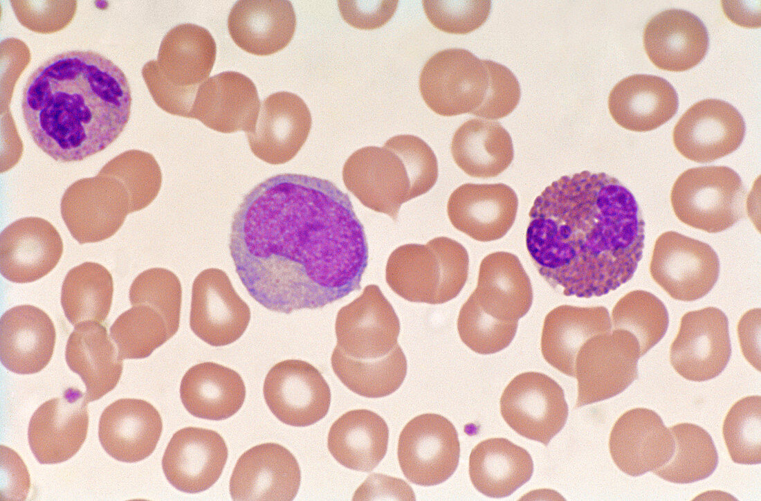 Normal Blood Smear (LM)